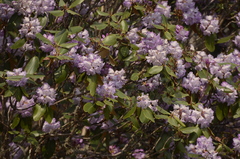 Rhododendron campanulatum