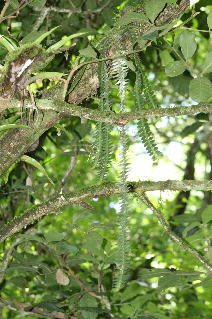 Dichaea pendula