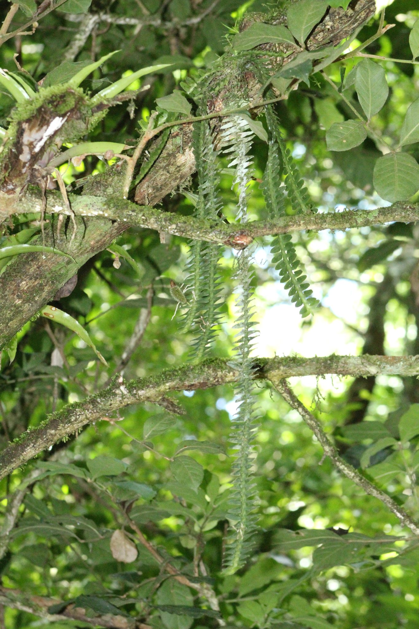 Dichaea pendula