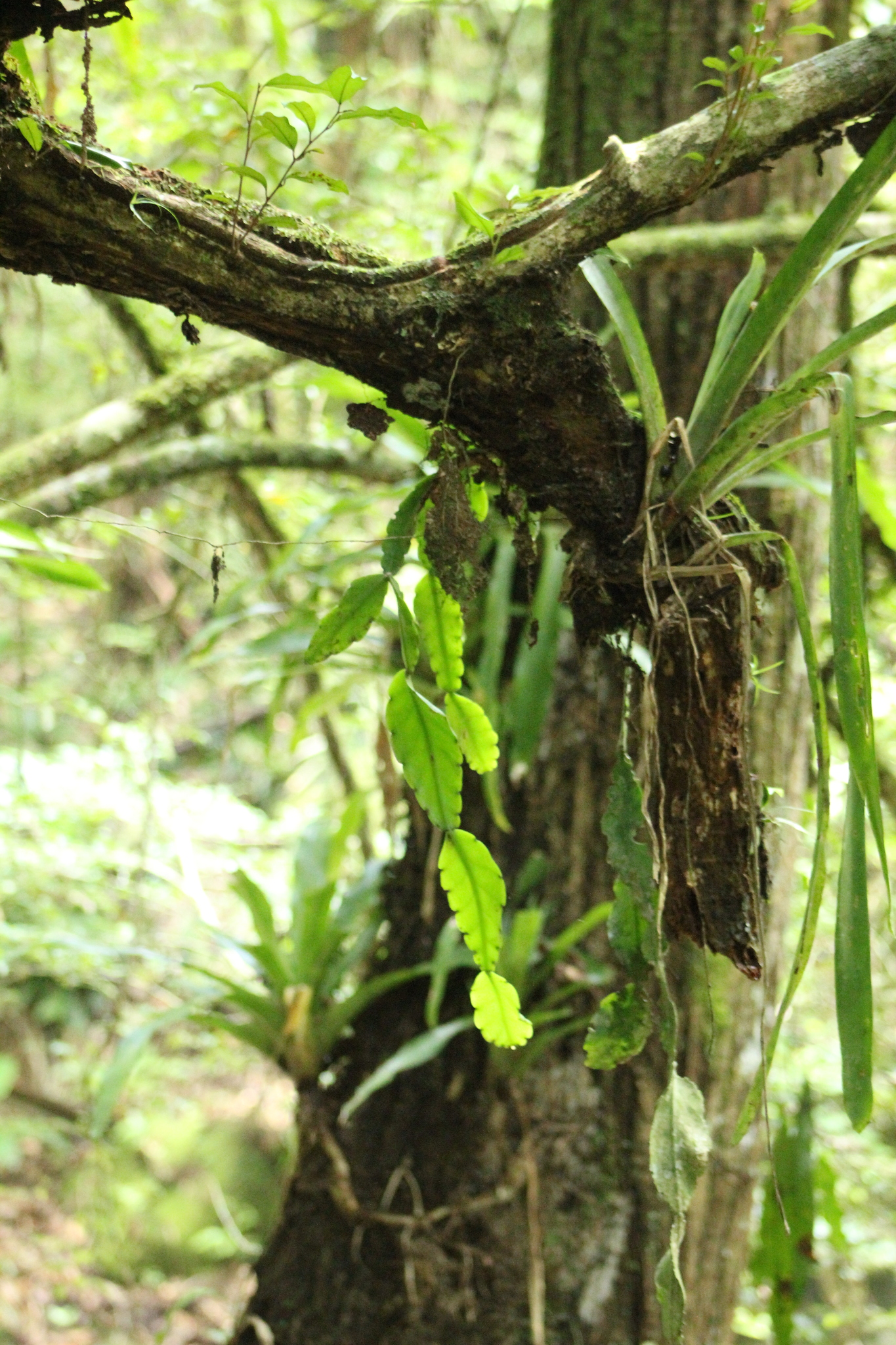 Rhipsalis pachyptera