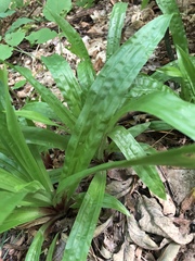 Careyanae