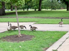 Branta canadensis