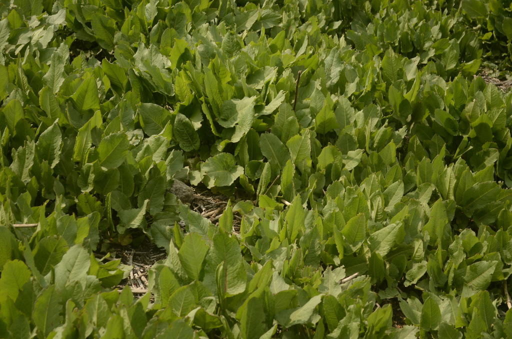 Rumex nepalensis; photograph (c) P Jeganathan, some rights reserved (CC BY)