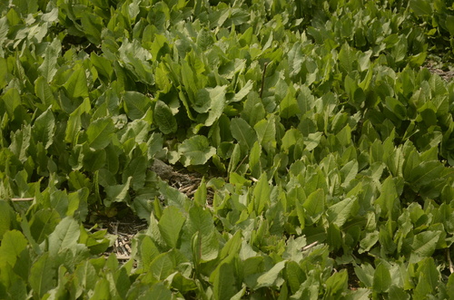 Image of Nepal Dock (Rumex nepalensis) by (c) P Jeganathan, some rights reserved (CC BY)