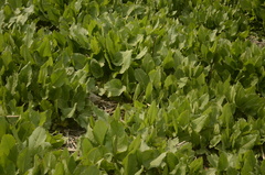 Rumex nepalensis