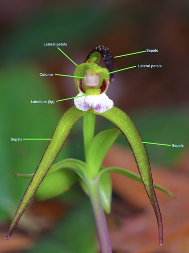 Image of Isotria verticillata by (c) Michelle W. （鍾偉瑋）, some rights reserved (CC BY)