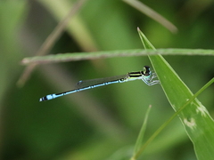 Agriocnemis nana