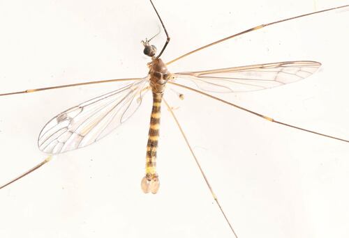 Dicranomyia humidicola photo 4