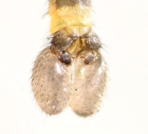 Dicranomyia humidicola photo 2