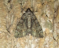 Catocala lacrymosa