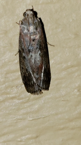 Black-spotted Leafroller Moth photo 3