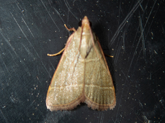 Hypsopygia nonusalis