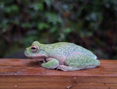 Small-Eard Hyla photo 4