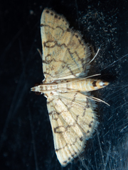 Lamprosema tampiusalis