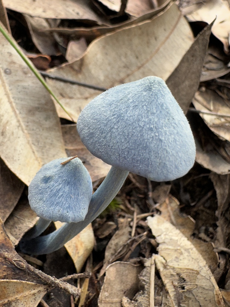 Entoloma virescens · April 2025 · photo: © prossington (iNaturalist, cc-by)