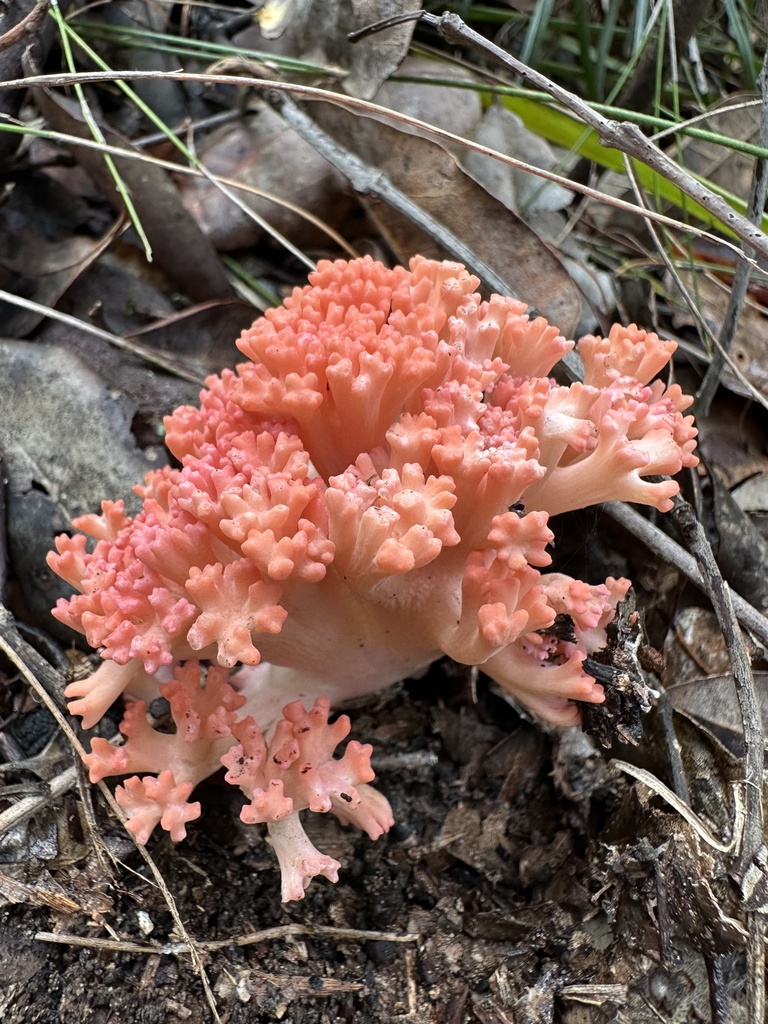 Ramaria botrytoides