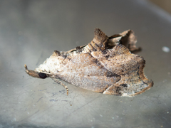 Euwilemania angulata