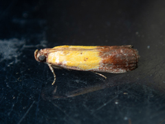 Piesmopoda semilutea