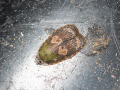 Cnesteboda celligera