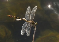 Phyllogomphoides stigmatus