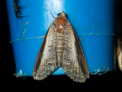 Lophoptera squammigera