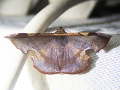 Fascellina chromataria
