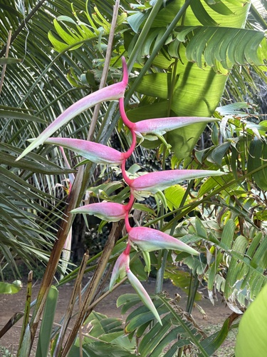 Heliconia chartacea observed 2025-03-31