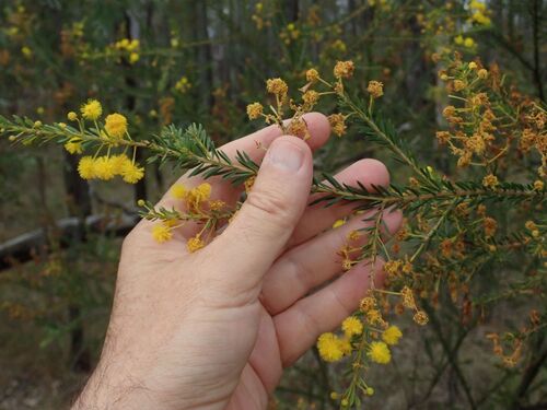 Image of Acacia conferta by (c) coenobita, some rights reserved (CC BY)