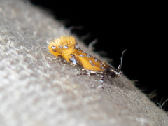 Promalactis densidentalis