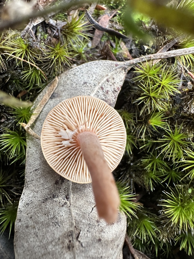 Lactarius eucalypti · April 2025 · photo: © prossington (iNaturalist, cc-by)