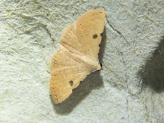 Corgatha trichogyia