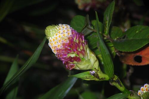 Elleanthus strobilifer (Poepp. & Endl.) Rchb.f.
