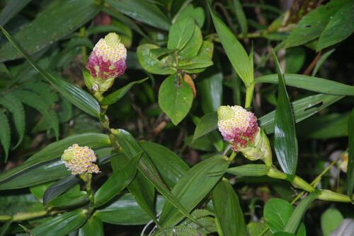 Elleanthus strobilifer (Poepp. & Endl.) Rchb.f. 2
