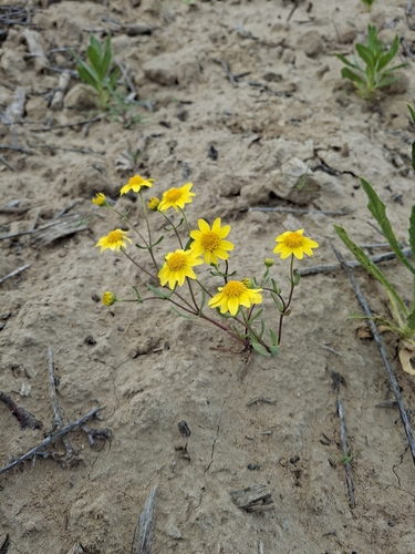 Foto de Lasthenia ferrisiae