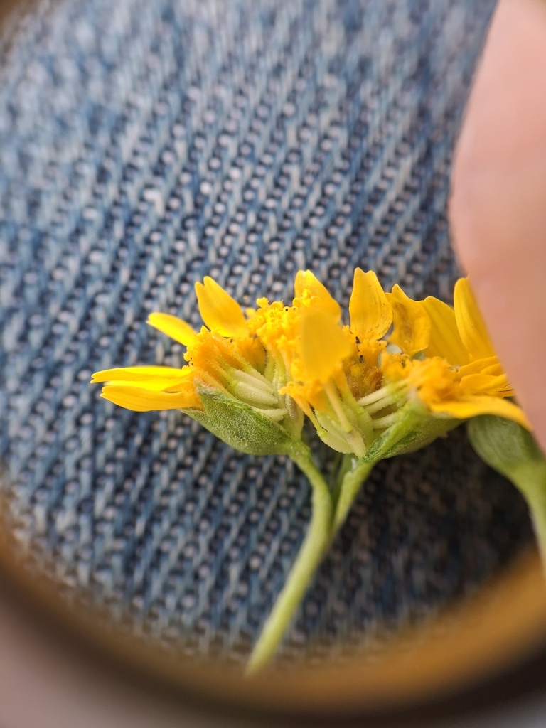 Foto de Lasthenia ferrisiae