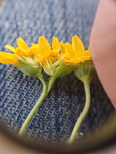 Foto de Lasthenia ferrisiae