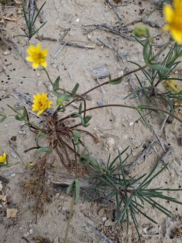 Foto de Lasthenia ferrisiae