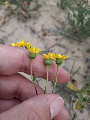 Foto de Lasthenia ferrisiae