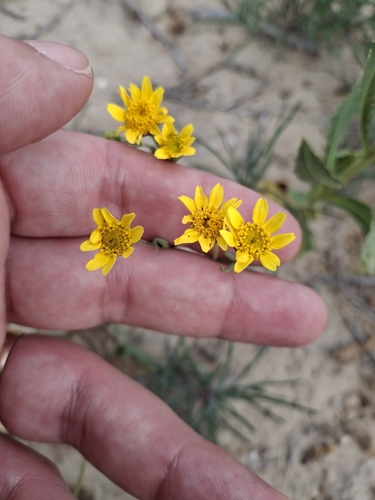 Foto de Lasthenia ferrisiae
