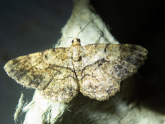 Psilalcis galsworthyi