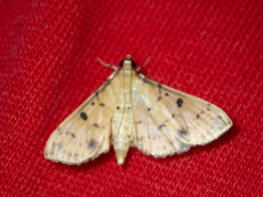 Herpetogramma cynaralis
