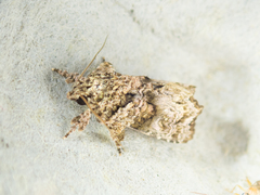 Callopistria guttulalis