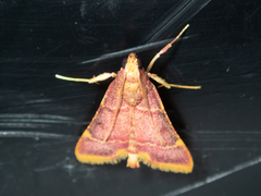 Hypsopygia mauritialis