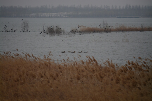 Tundra Bean Goose