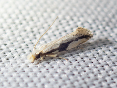 Erechthias atririvis