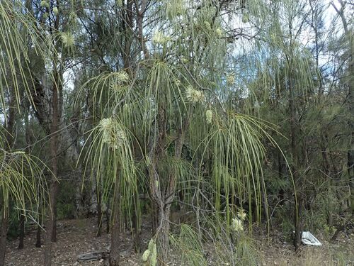 Image of Hakea lorea by (c) coenobita, some rights reserved (CC BY)