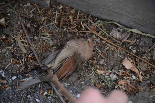 Vinous-throated Parrotbill