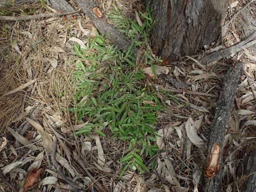 Image of Winter Apple (Eremophila debilis) by (c) coenobita, some rights reserved (CC BY)