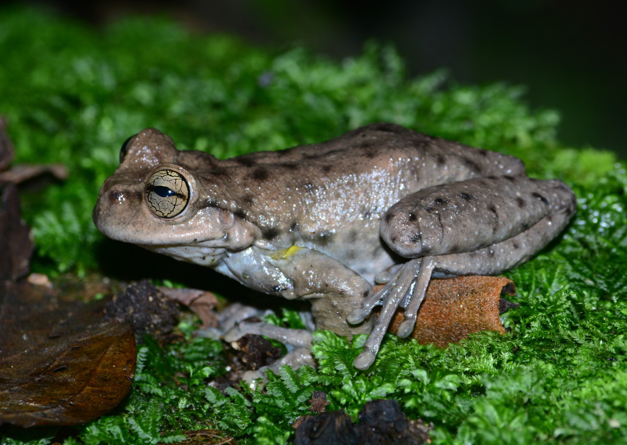 Golden-Sided Spikethumb Frog