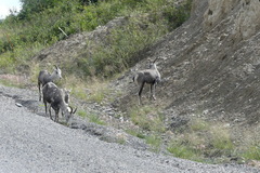 Ovis dalli stonei